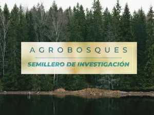 Proyecto de investigación para el rescate y propagación de árboles seleccionados de eucalipto y pino romerón